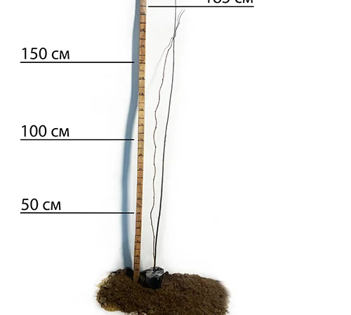 Саджанці ківі Соло - 2 роки - фото № 2