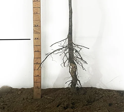 Саджанці пекана Caddo 4 роки - якісні - фото № 3