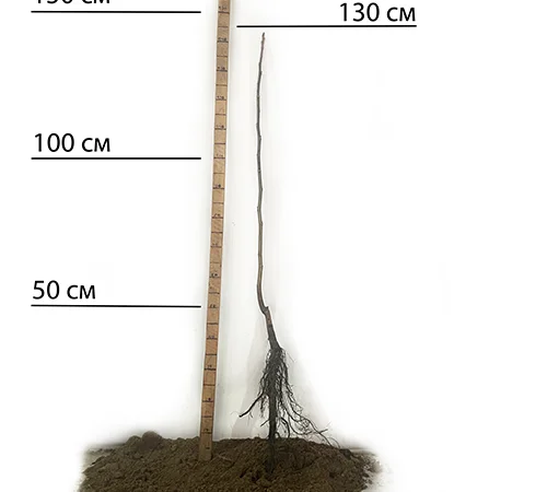 Саджанці пекана Cape Fear - 3-річні - фото № 1