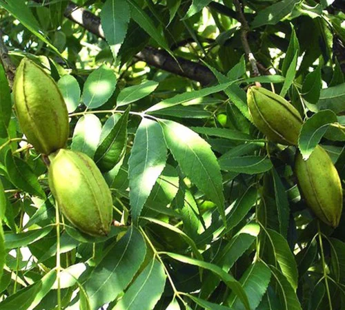 Саджанці пекана Cape Fear - 3-річні - фото № 3