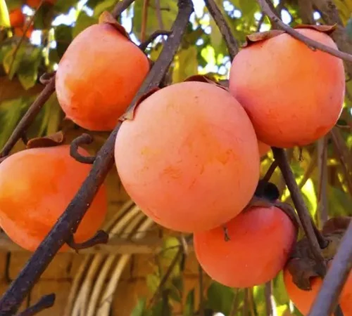 Саженцы хурмы Гора Говерла - 2 года - фото № 1