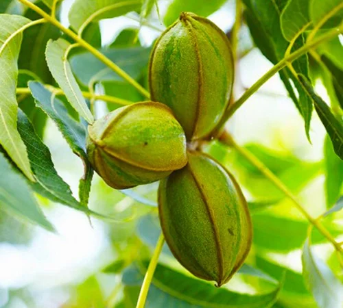 Саджанці пекана Бостон - 3 роки - фото № 2