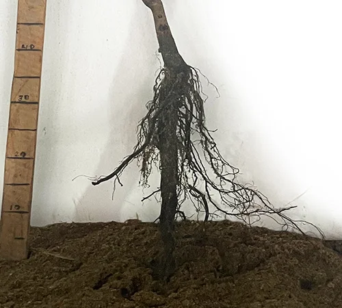 Саджанці пекана Бостон - 3 роки - фото № 3