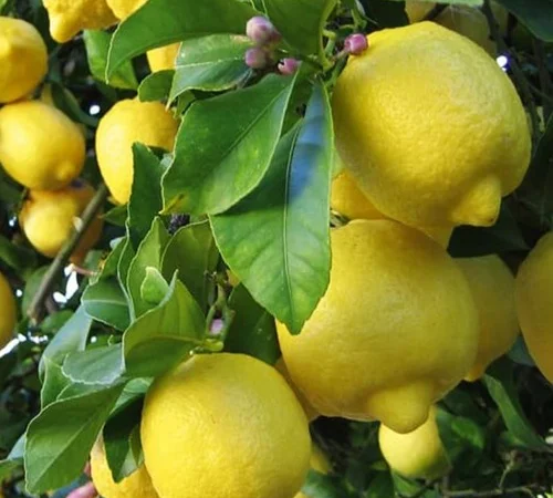 Саджанці лимона Солодкий Пунш у продажу - фото № 1