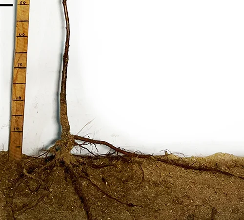 Саджанці плуота Флавор Супреме - 1 рік - фото № 3