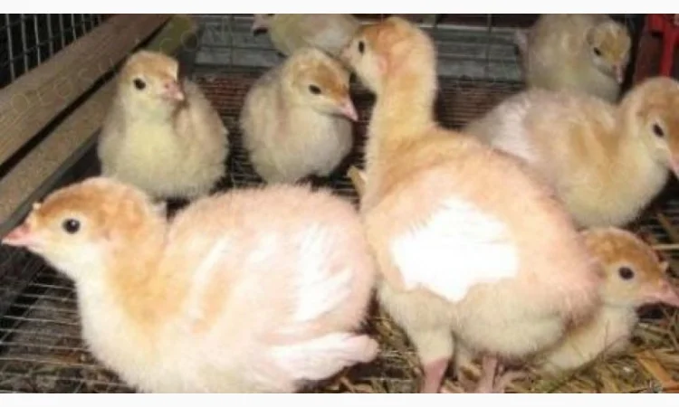 Индюшата Бройлерные Биг 6 на продажу - фото № 1