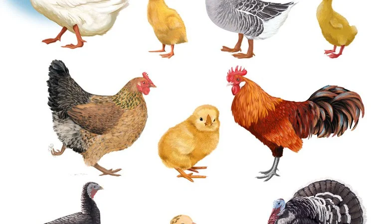 Продается индюшонок тяжелого кросса БИГ-6 - фото № 1