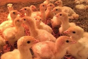 Продаются индюшата БиГ-6 - фото № 1