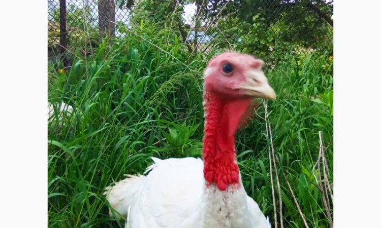 Продаются индюки породы Хайбрід Конвертер - фото № 1