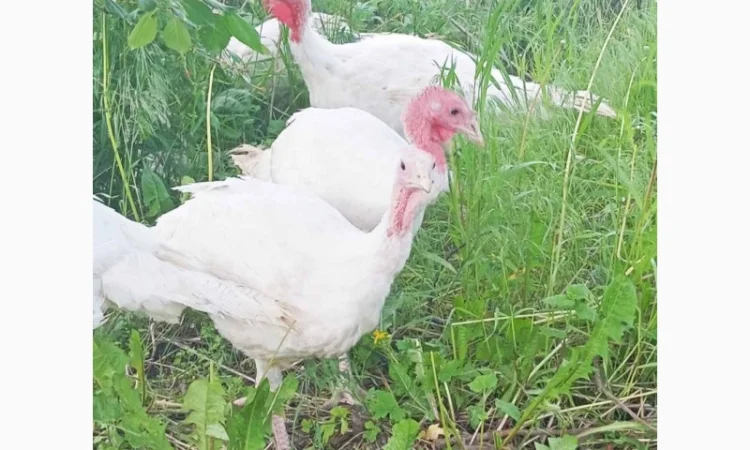 Продаются индюки породы Хайбрід Конвертер - фото № 10