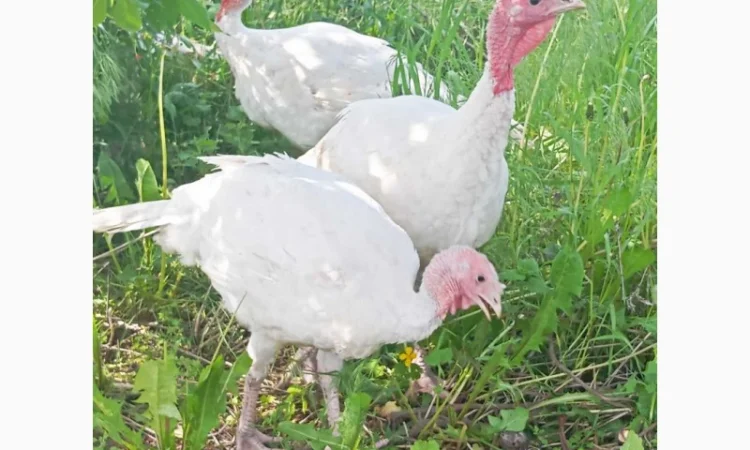 Продаются индюки породы Хайбрід Конвертер - фото № 12