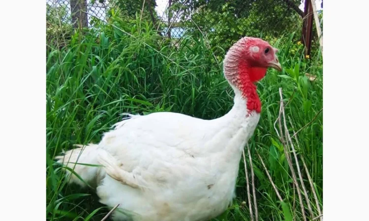 Продаются индюки породы Хайбрід Конвертер - фото № 2