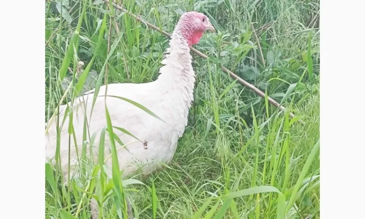 Продаются индюки породы Хайбрід Конвертер - фото № 3