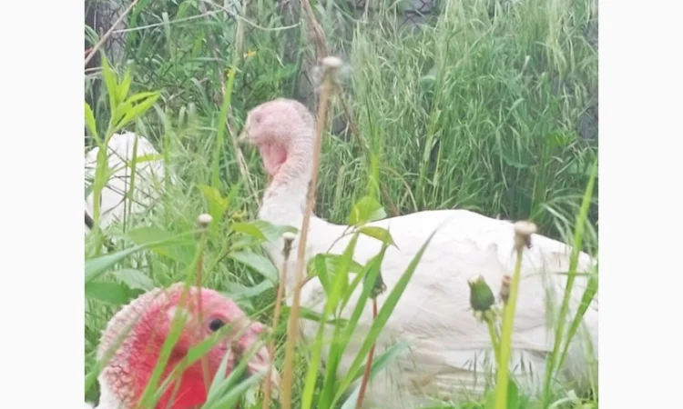 Продаются индюки породы Хайбрід Конвертер - фото № 4