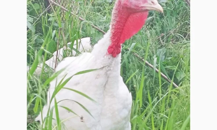 Продаются индюки породы Хайбрід Конвертер - фото № 5