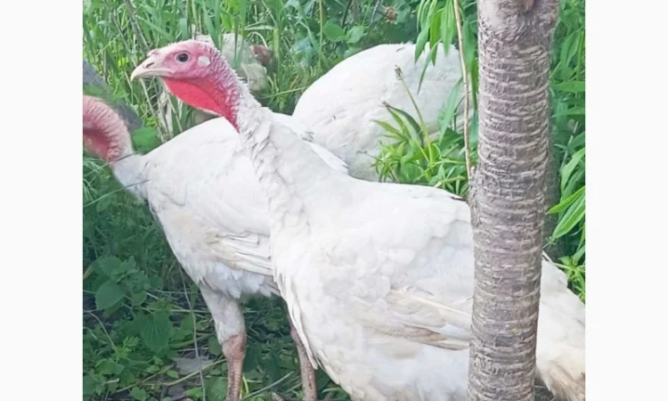 Продаются индюки породы Хайбрід Конвертер - фото № 6