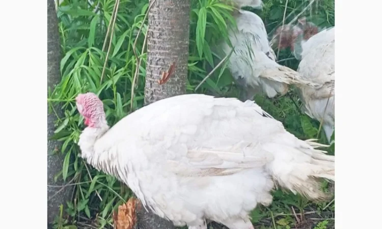 Продаются индюки породы Хайбрід Конвертер - фото № 8