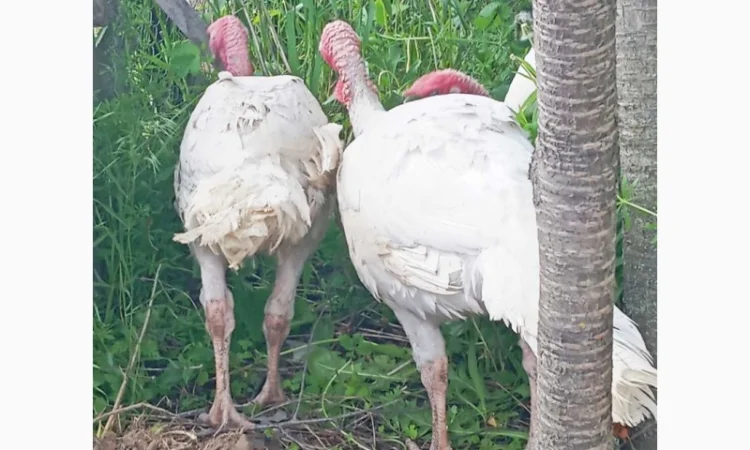 Продаются индюки породы Хайбрід Конвертер - фото № 9