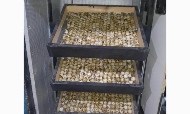 Инкубационное яйцо - фото № 1