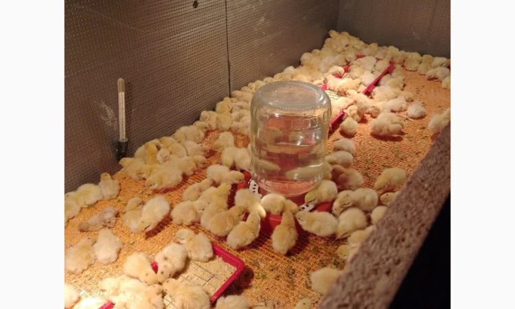 Инкубационное яйцо - фото № 2