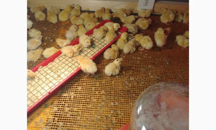 Инкубационное яйцо - фото № 3