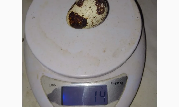 Инкубационное яйцо - фото № 4