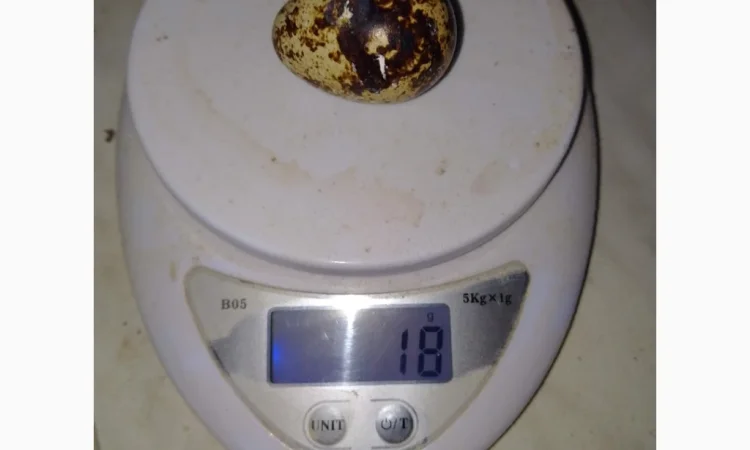 Инкубационное яйцо - фото № 5