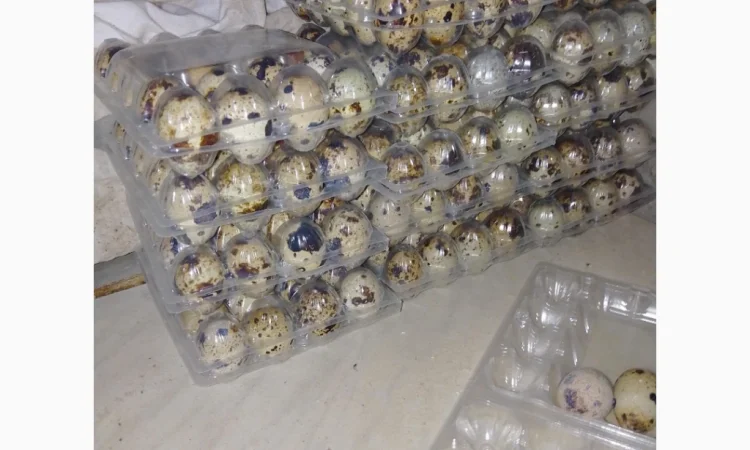 Инкубационное яйцо - фото № 6