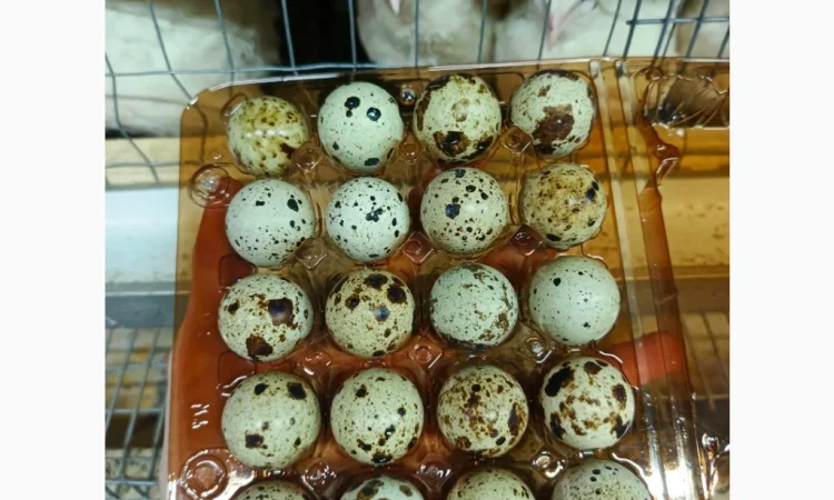 В наявності інкубаційне яйце порода Техас - фото № 1