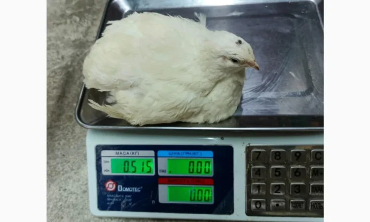 В наявності інкубаційне яйце порода Техас - фото № 2