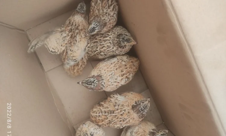 Перепілки молодняк несушка - фото № 1