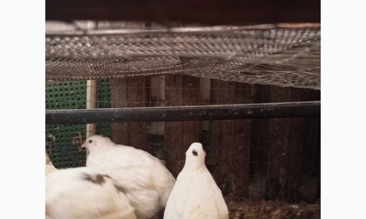 Перепела Техасці - фото № 11