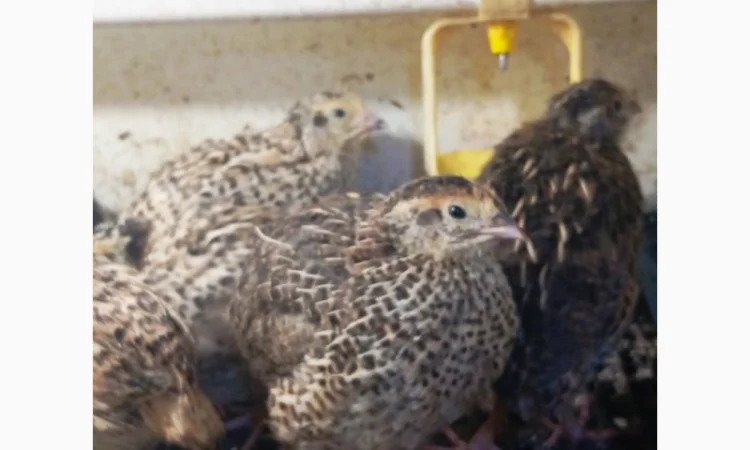 Перепела Техасці - фото № 13