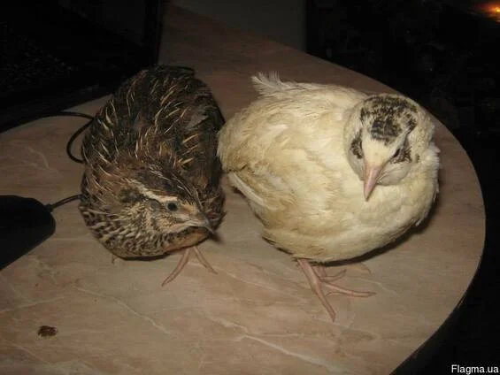 Перепела Техасці - фото № 2