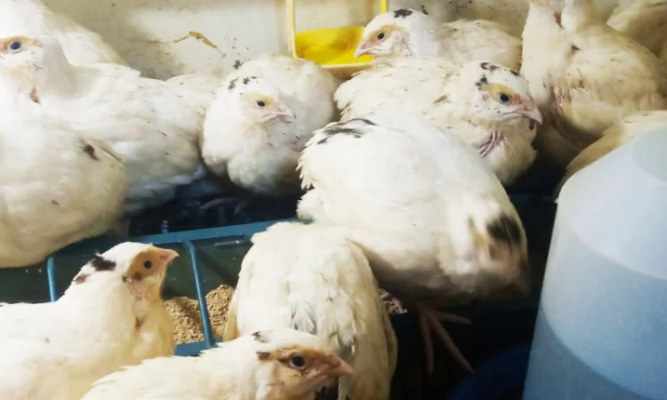 Перепела Техасці - фото № 8