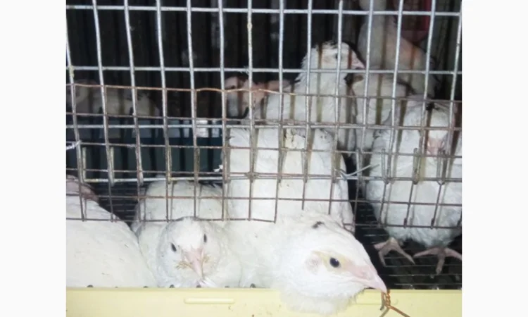 Продаю перепелов породы Техасский - фото № 3