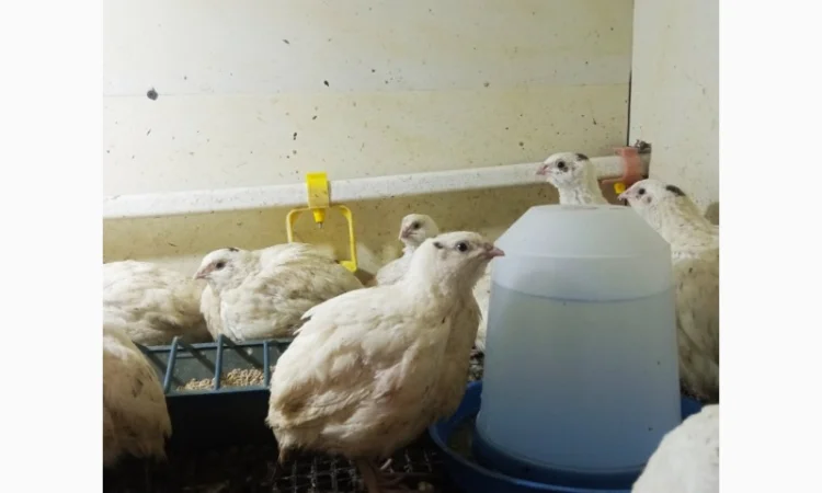 Продаю перепелов породы Техасский - фото № 4