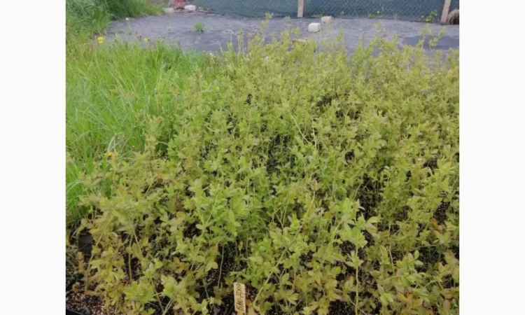 Пропонуємо садженці ГОЛУБІКИ (лохина) - фото № 2