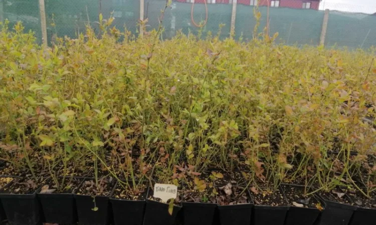 Пропонуємо садженці ГОЛУБІКИ (лохина) - фото № 7