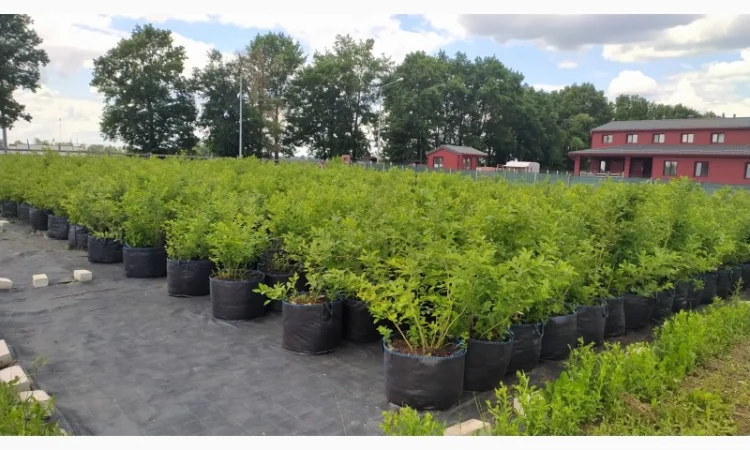 Пропонуємо садженці ГОЛУБІКИ (лохина) - фото № 4