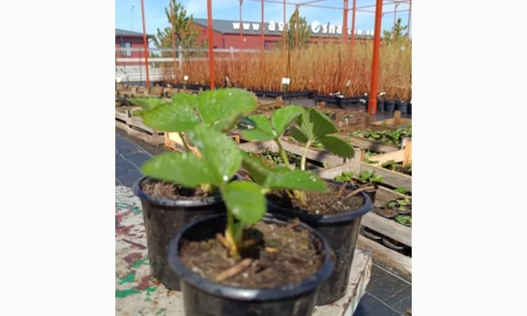 Пропонуємо садженці ГОЛУБІКИ (лохина) - фото № 9