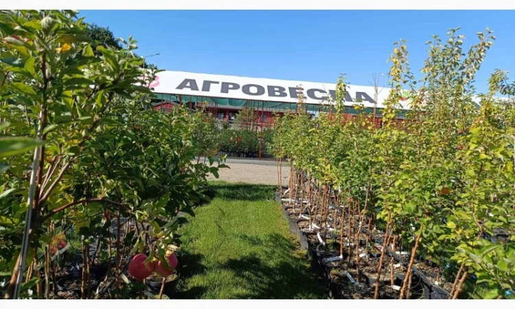 Пропонуємо садженці ГОЛУБІКИ (лохина) - фото № 11