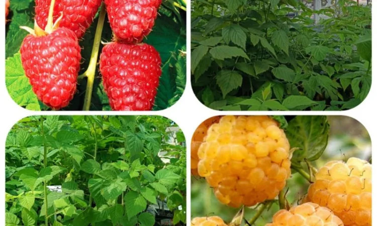 Пропонуємо садженці ГОЛУБІКИ (лохина) - фото № 14