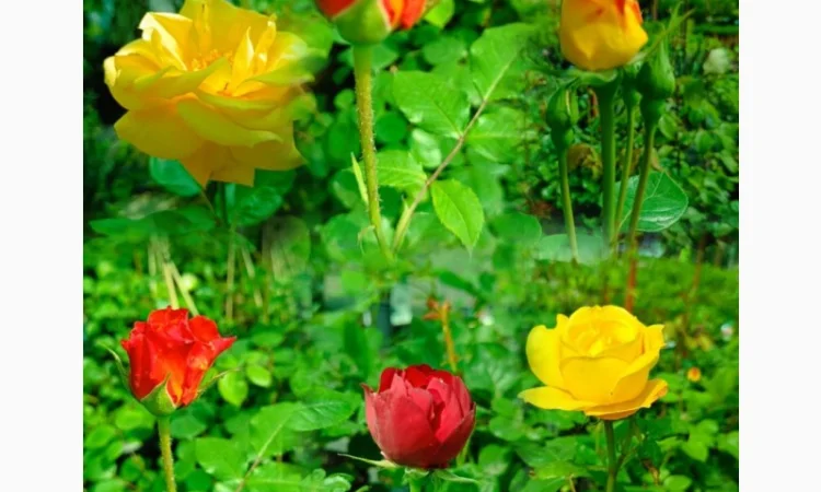 Пропонуємо садженці ГОЛУБІКИ (лохина) - фото № 15