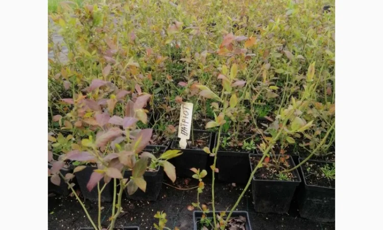 Пропонуємо садженці ГОЛУБІКИ (лохина) - фото № 5