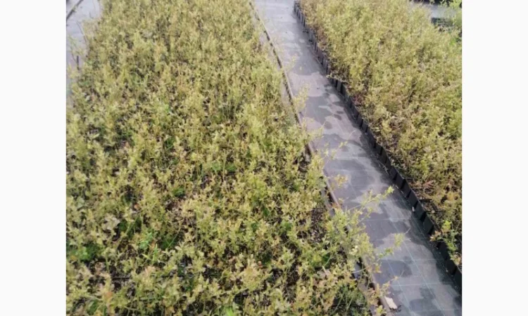 Пропонуємо садженці ГОЛУБІКИ (лохина) - фото № 6