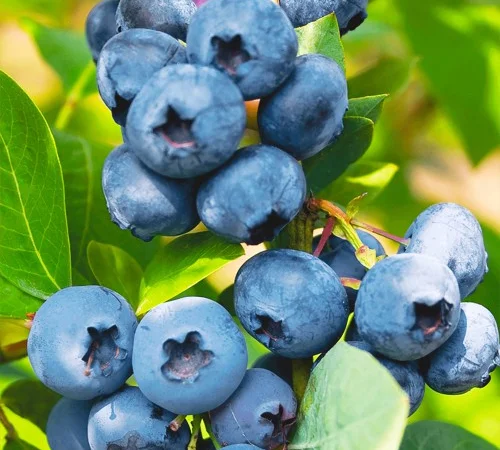 Саджанці лохини Блюголд - 4-річний - фото № 1