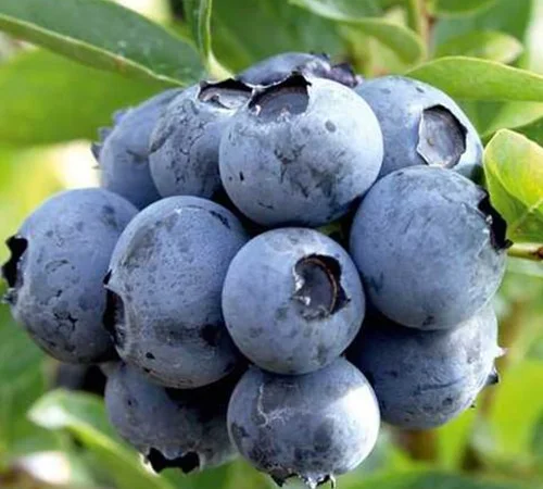 Саджанці лохини Дюк - 4-річний - фото № 1