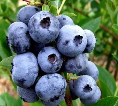 Саджанці лохини Блюджей - 4-річний - фото № 1