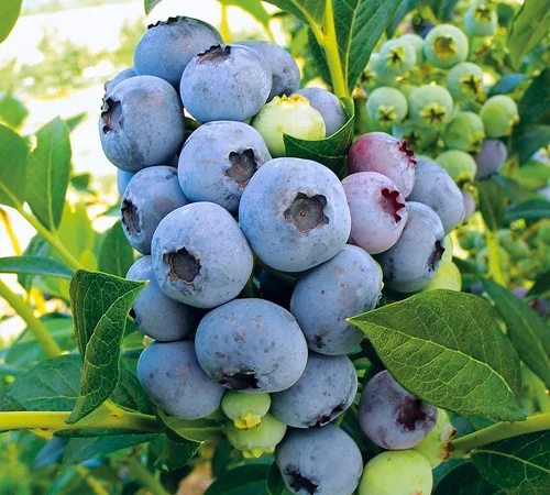 Саджанці лохини Блюкроп - 4-річний - фото № 1